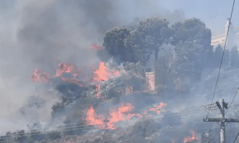 Φωτιά στον Έβρο: Καταστροφή! Αγωνία για το δάσος της Δαδιάς - Ολονύχτια μάχη για να μη καεί ολοσχερώς