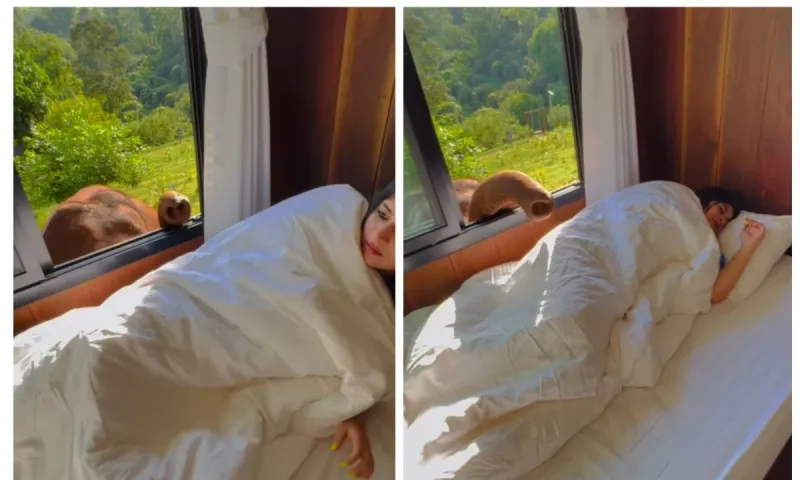 Viral το ξύπνημα κοπέλας με ελέφαντα δίπλα της! (vid)