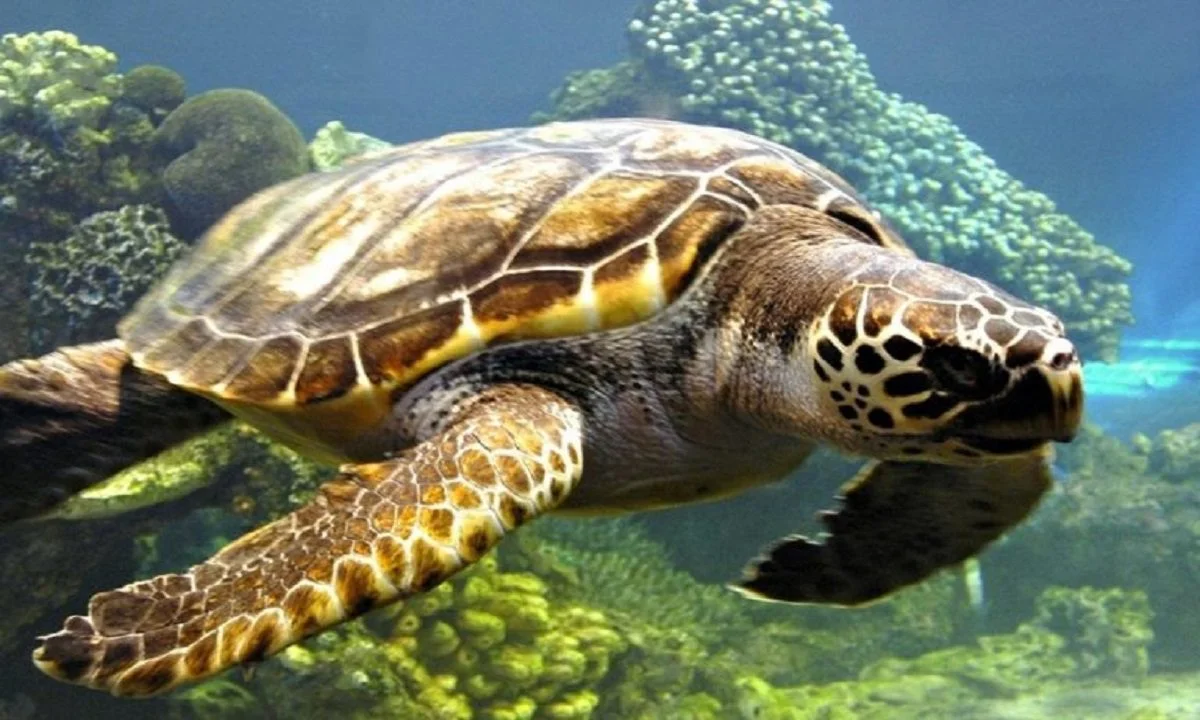 Καρέτα καρέτα τρελάθηκε και δάγκωσε 11 άτομα στην Αττάλεια