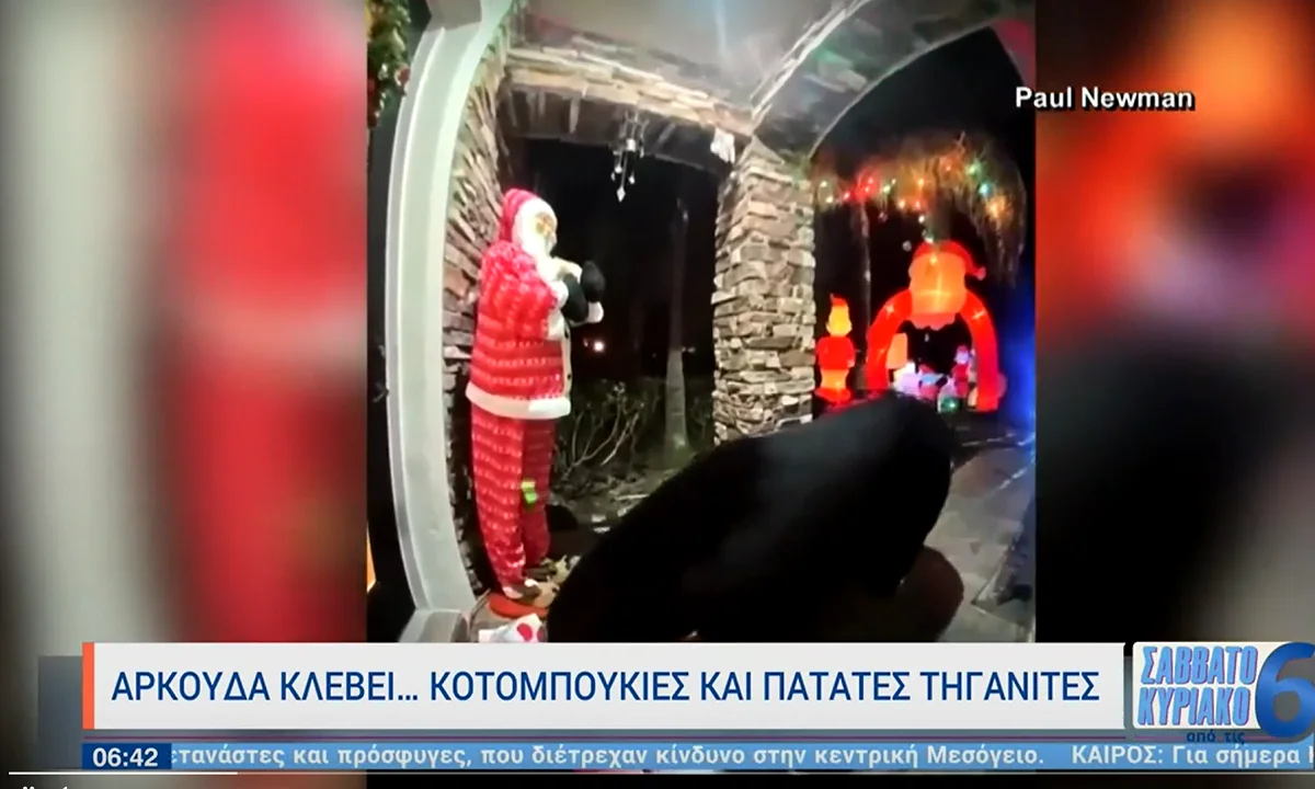 Viral: «Νηστικό αρκούδι δεν χορεύει» λέει η γνωστή παροιμία, κάτι που έμελλε να κάνει πράξη ένα θηλαστικό στις ΗΠΑ.