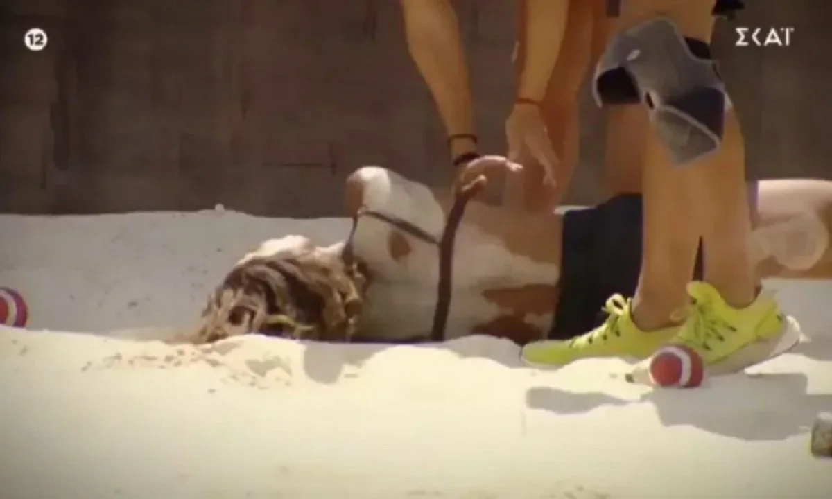 Survivor All Star trailer 26/2: Έπειτα από δύο ημέρες απουσίας τo Survivor All Star επιστρέφει στους δέκτες μας με ακόμη ένα νέο επεισόδιο.