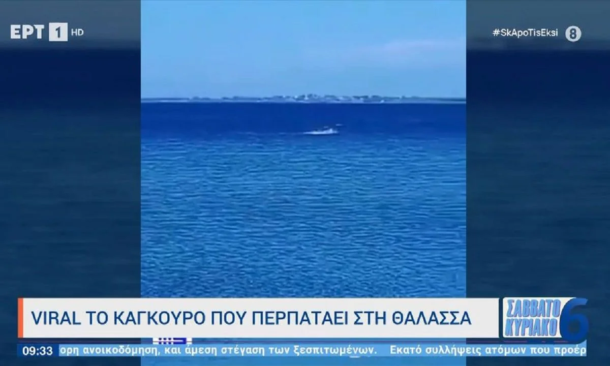 Viral - Απίστευτο: Δεν είναι «ιπτάμενο δελφίνι», αλλά καγκουρό που περπατάει στη θάλασσα! Το απίθανο βίντεο που κάνει τον γύρο του κόσμου.