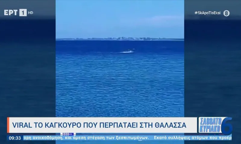 Viral - Απίστευτο: Δεν είναι «ιπτάμενο δελφίνι», αλλά καγκουρό που περπατάει στη θάλασσα! (vid)