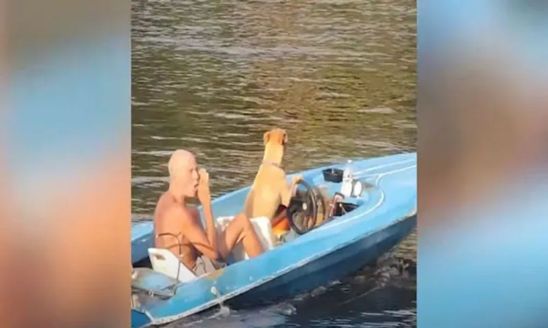 Viral: Σκύλος οδηγεί σκάφος και παίρνει βόλτα τον ιδιοκτήτη του! (vid)