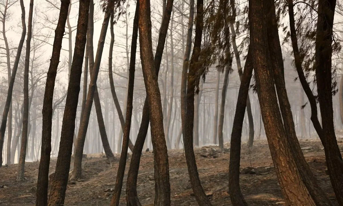ΣΟΚ! Τουλάχιστον 18 απανθρακωμένοι μετανάστες στο δάσος της Δαδιάς!