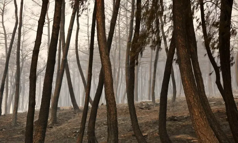 ΣΟΚ! Τουλάχιστον 26 απανθρακωμένοι άνθρωποι στο δάσος της Δαδιάς - Τεράστια η κοινωνική κατακραυγή!