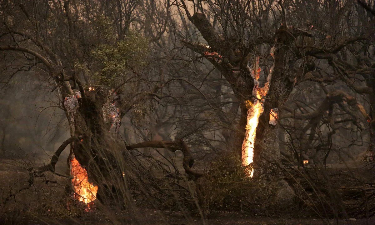 Μαίνεται η φωτιά στον Έβρο για 10η μέρα - Τεράστια η καταστροφή στο Δάσος της Δαδιάς