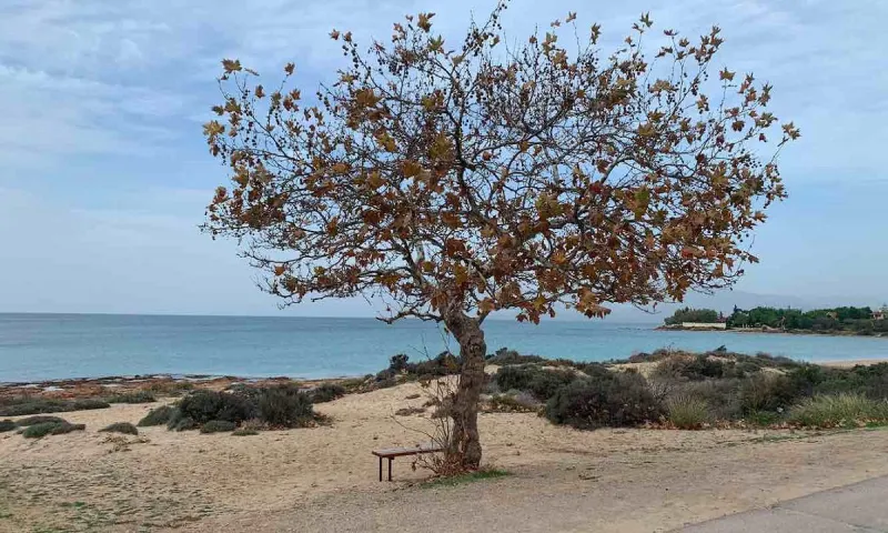 Θοδωρής Κολυδάς: Προειδοποιεί για τις Αλκυονίδες – Τι είπε ο γνωστός μετεωρολόγος!