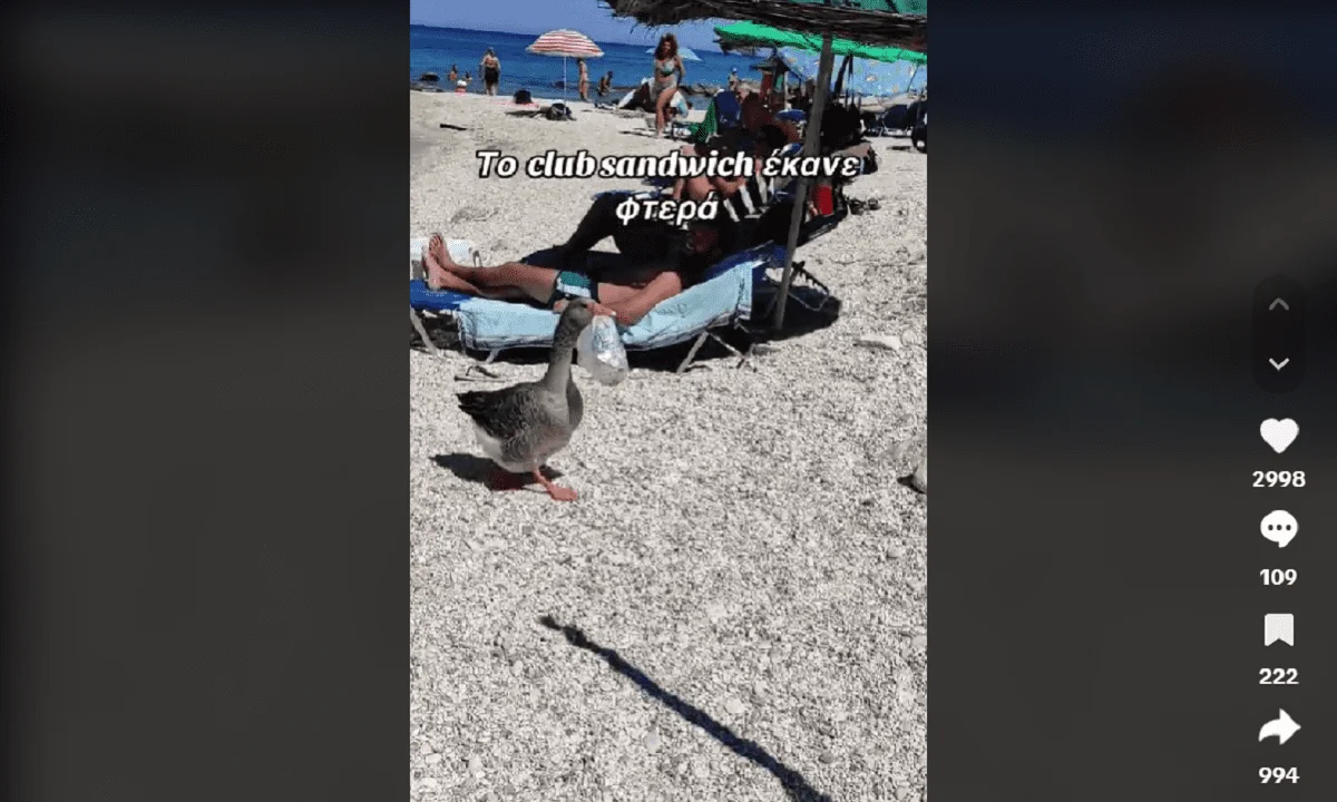 Viral: Το club sandwich έκανε... φτερά από την παραλία, καθώς ένα απρόσεκτος λουόμενος έπεσε θύμα μιας... πάπιας που του το έκλεψε.