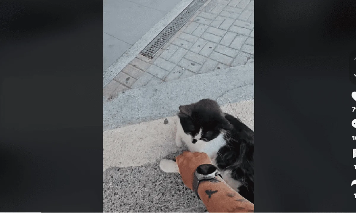 Ένας φιλόζωος άνδρας εντόπισε έναν γατούλη που κούτσαινε στην Κρήτη και τον πήγε στον κτηνίατρο θέλοντας παράλληλα να του βρει σπίτι.