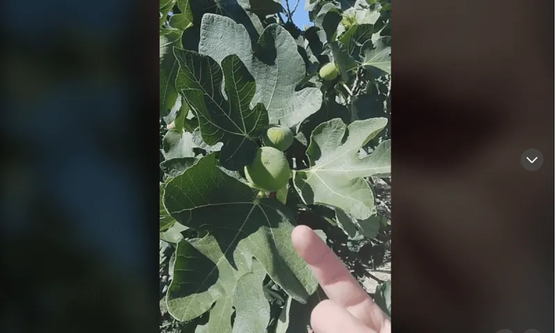 Το ξέρατε ότι τα σύκα δεν είναι φρούτα - Δεν φαντάζεστε τι είναι