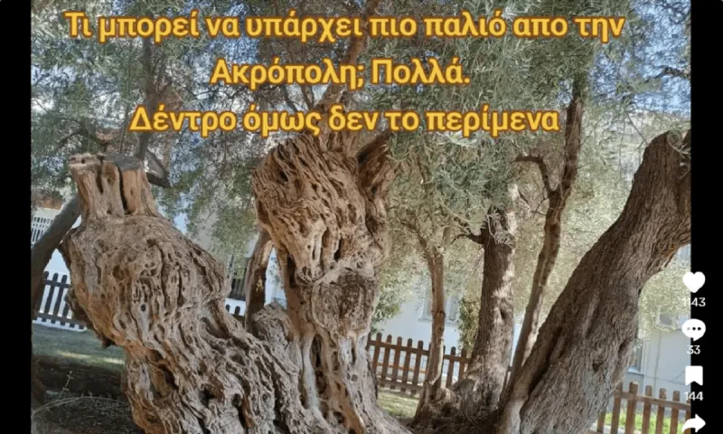 Η ελιά που είναι πιο παλιά από την Ακρόπολη βρίσκεται στην Αθήνα και είναι η ελιά του Πεισίστρατου - Δείτε πόσων ετών είναι