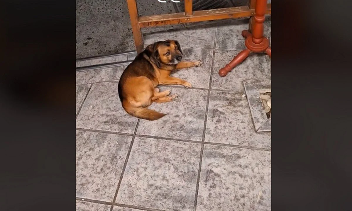Ρωτάει σκύλο που τον... γράφει και αυτός του δείχνει πού