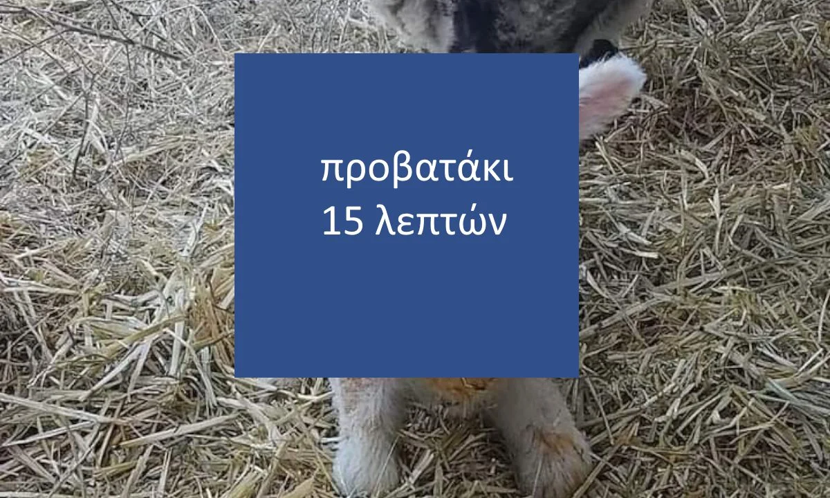 προβατάκι 15 λεπτών