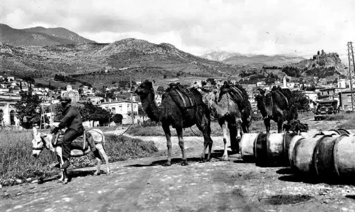 Σε θέμα που της ιστοσελίδας «greekreporter.com», αναφέρεται στις καμήλες που υπήρχαν κάποτε στην Ελλάδα και εξηγεί τι απέγιναν.