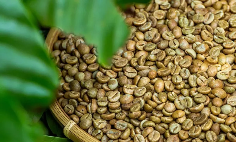 Ο Robusta ή ο Arabica έχει περισσότερη καφεΐνη;