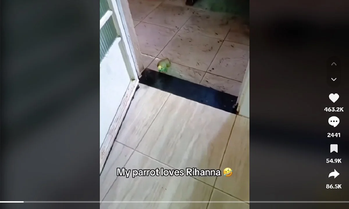 Παπαγάλος τραγουδάει Ριάνα! Δείτε παπαγάλους που τραγουδάνε από ποπ και κλασική μουσική μέχρι και το happy birthday! Viral video.