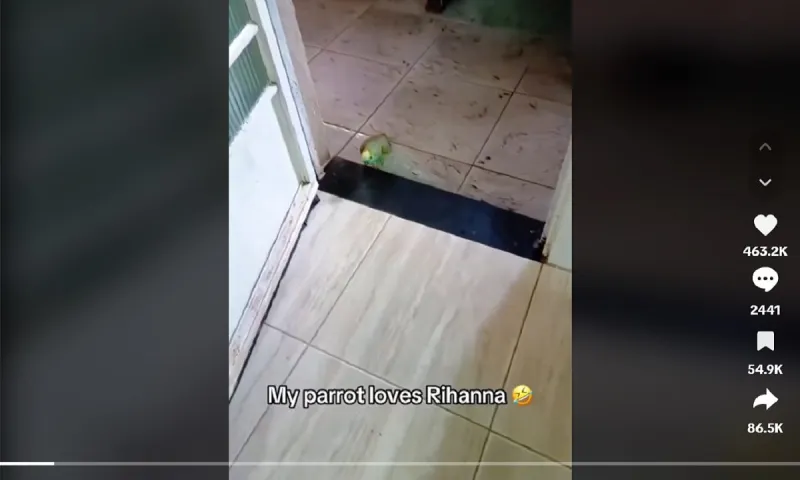 Παπαγάλος τραγουδάει Ριάνα!