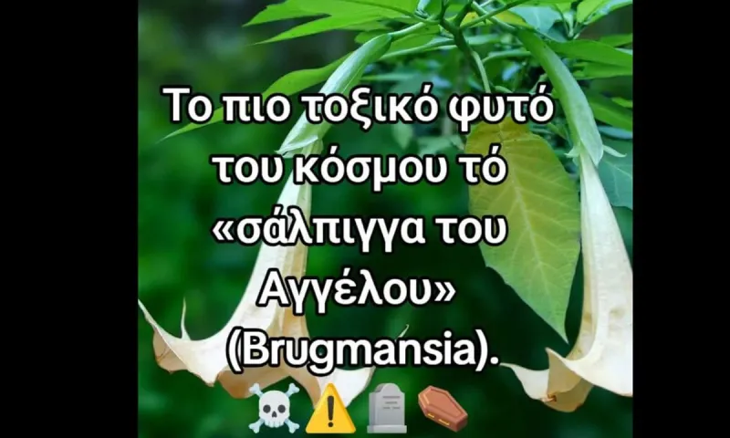 Το πιο τοξικό φυτό του κόσμου «σάλπιγγα του Αγγέλου»!