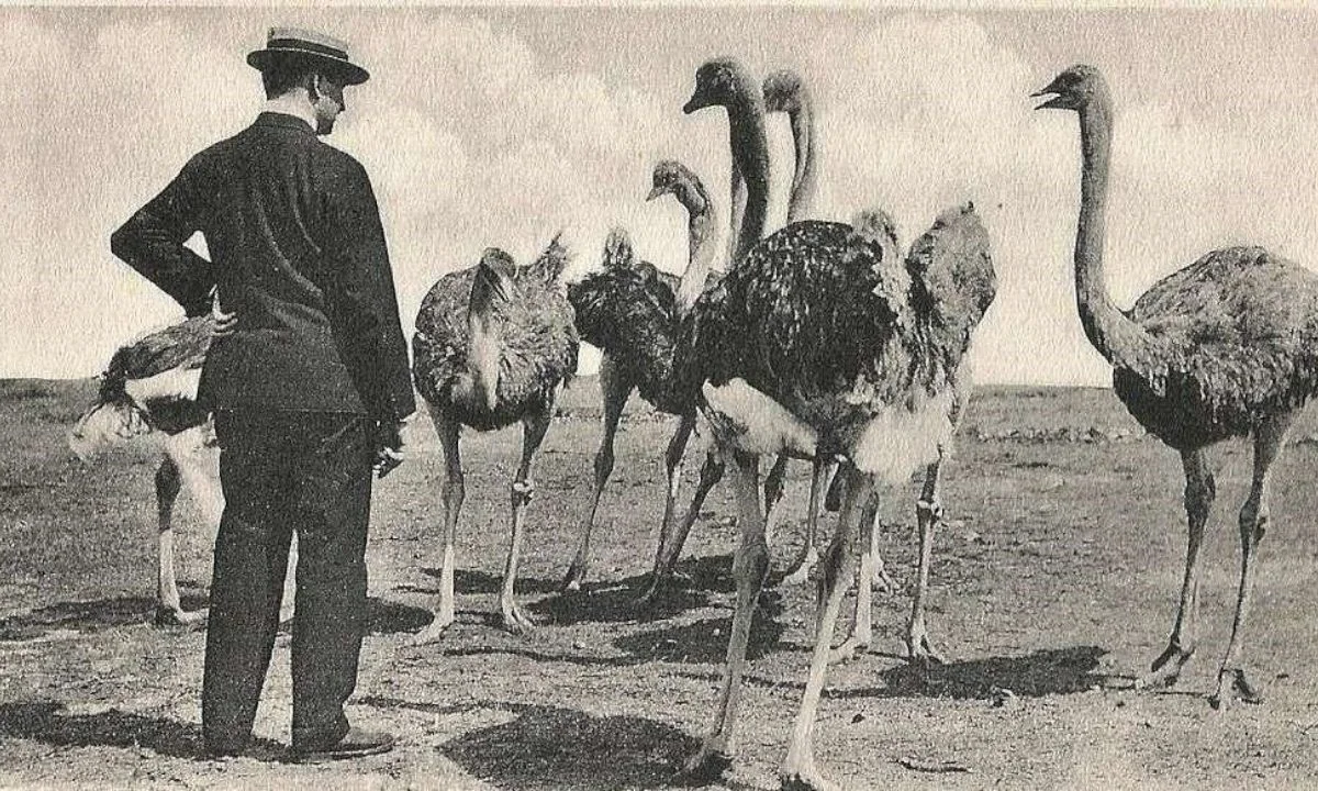 πόλεμος emu