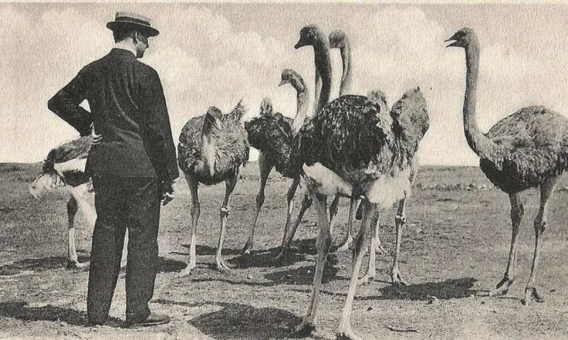 Το 1932, η Αυστραλία πήγε σε πόλεμο με τα εμού και… έχασε παταγωδώς
