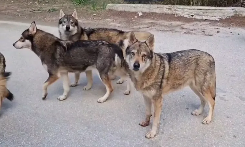 Κουβαράς Αττικής: Τελικά ήταν λύκοι;