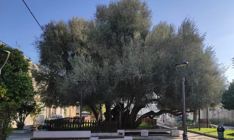 Το δέντρο στους Αγίους Αναργύρους που είναι πιο παλιό κι από τον Παρθενώνα