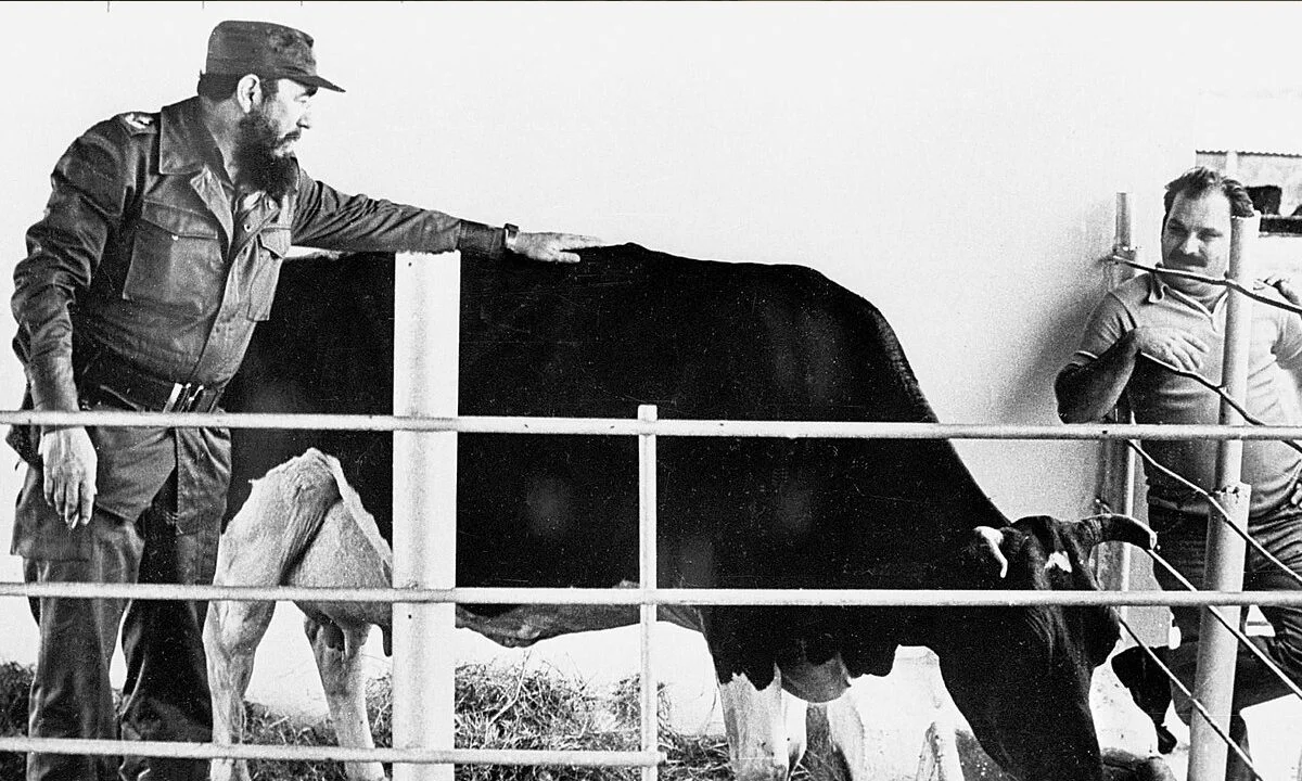 fidel castro αγελαδα