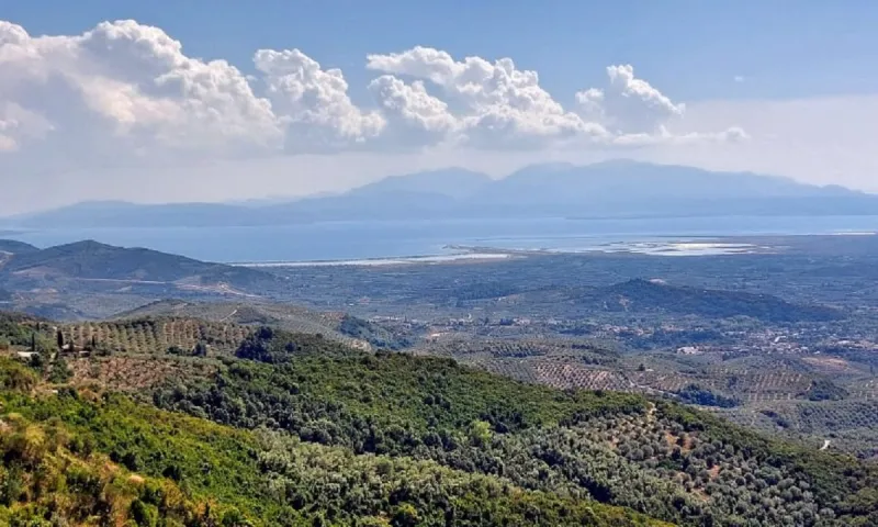 Ακτινίδιο της Άρτας: Ο πράσινος χρυσός της Ηπείρου