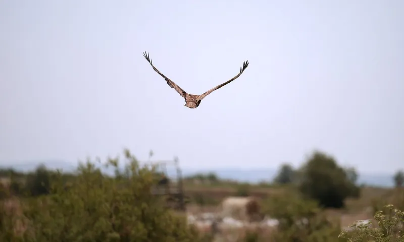 Το πιο γρήγορο ζώο στον κόσμο πετάει - Περνάει ακόμα και ένα γρήγορο αυτοκίνητο με την ταχύτητά του