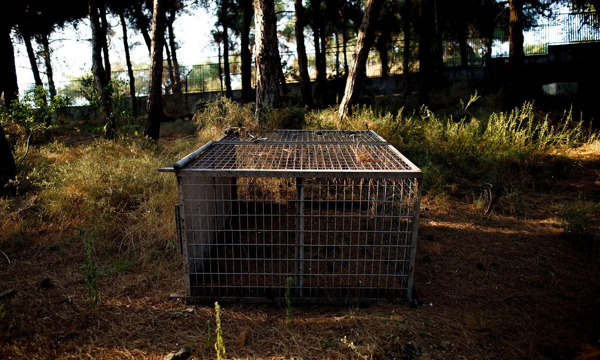 Αυτό είναι το βάρος που ζυγίζει ένας ενήλικας γορίλας