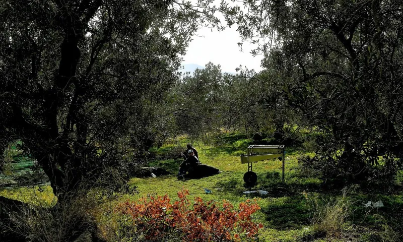 Ένα καλό δέντρο μπορεί να δώσει πολλά κιλά ελιές - Μέχρι και τόσα! Απίστευτο!