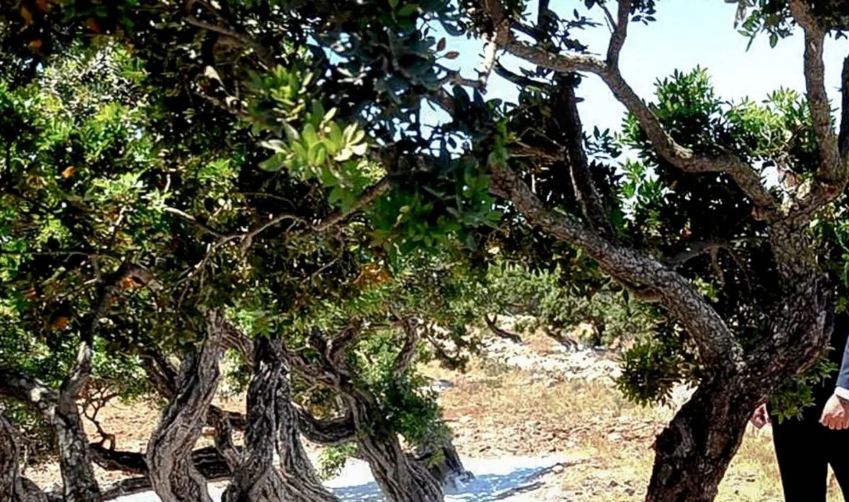 Οι Τούρκοι παράγουν ψεύτικη μαστίχα Χίου - Προσπαθούν από το 1959 να την κλέψουν