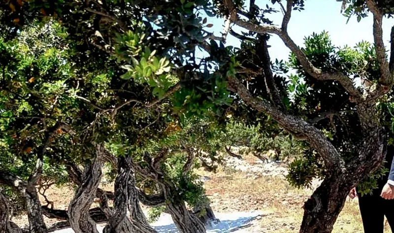 Οι Τούρκοι παράγουν ψεύτικη μαστίχα Χίου - Προσπαθούν από το 1959 να την κλέψουν