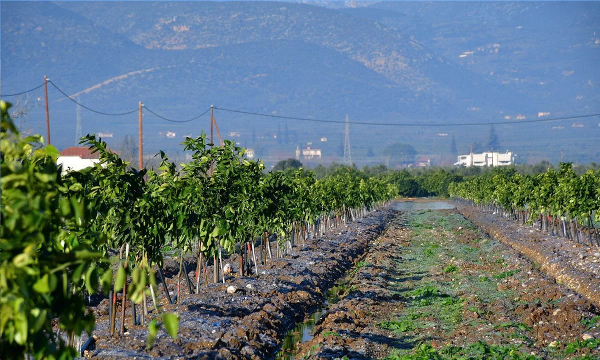 Τα κόκκινα ή ματωμένα πορτοκάλια