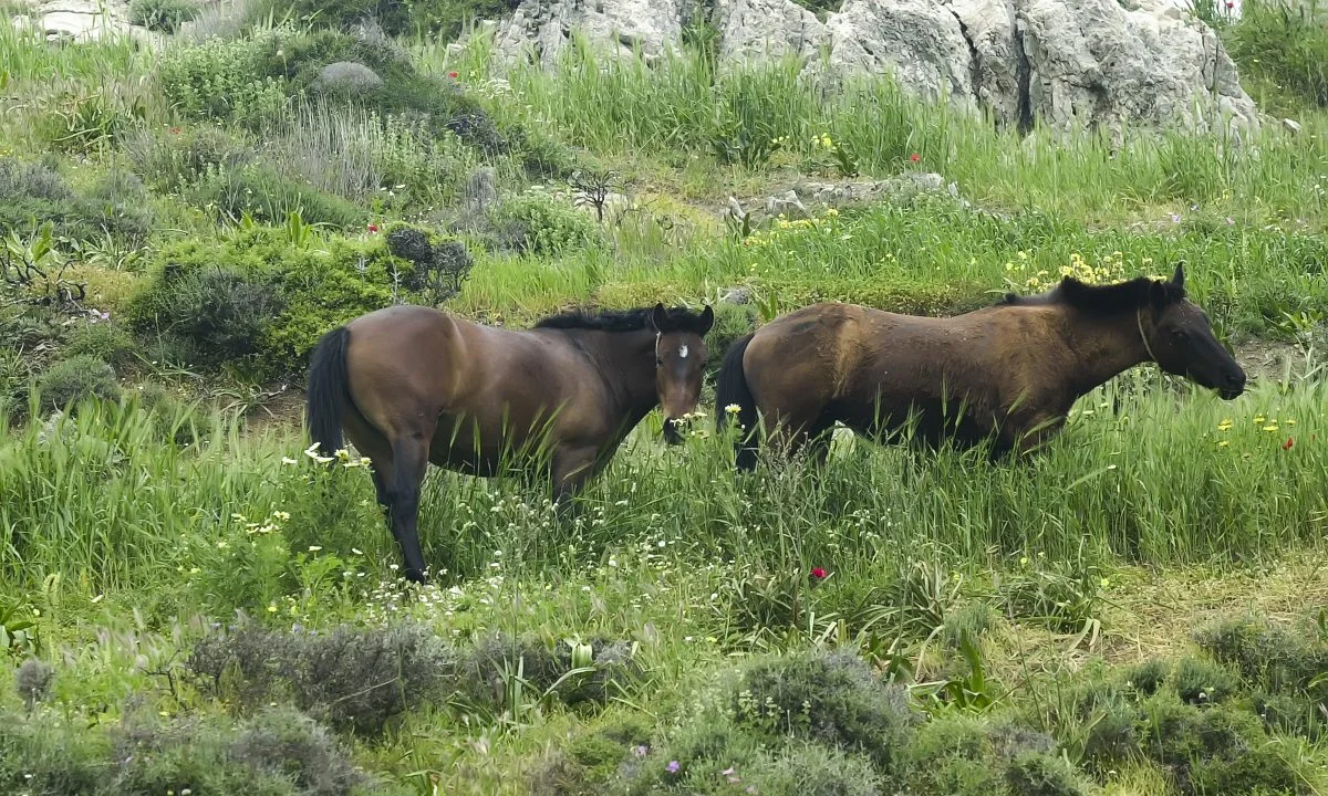 Πως ήρθαν τα άλογα στην Ελλάδα