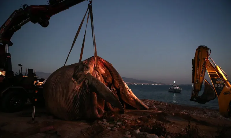 Το πιο μεγάλο ζώο στον κόσμο μπορεί να φτάσει τα 30 μέτρα και στο βάρος τους 180 τόνους