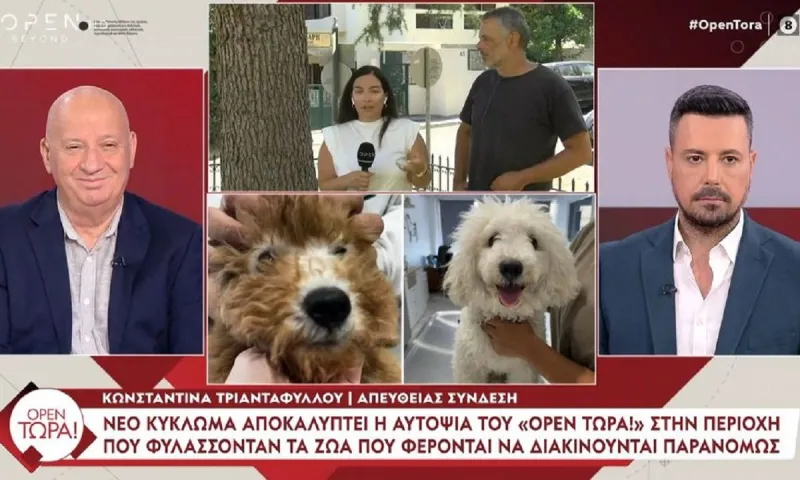 Νέα καταγγελία στο «Open Τώρα»: Αγόρασε σκύλο "toy" και αυτή τη στιγμή είναι 15 κιλά