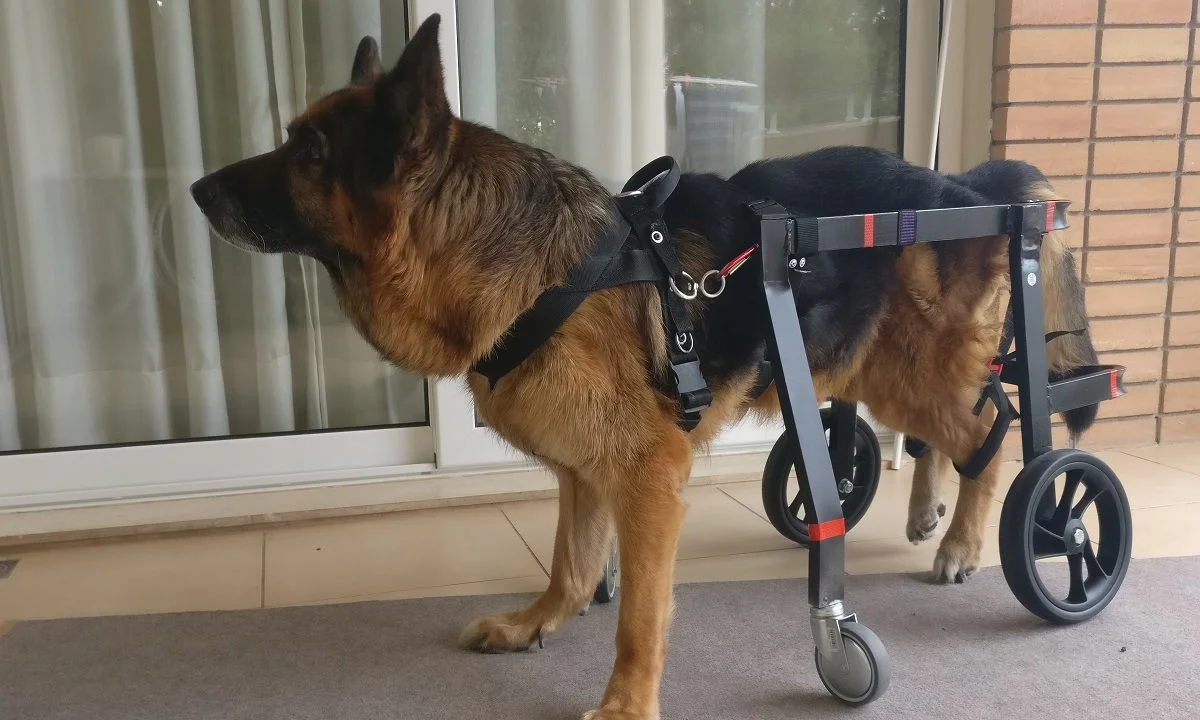 Η Pet Mobility εξειδικεύεται στον σχεδιασμό και την κατασκευή αναπηρικών αμαξιδίων για κατοικίδια ζώα με κινητικά προβλήματα
