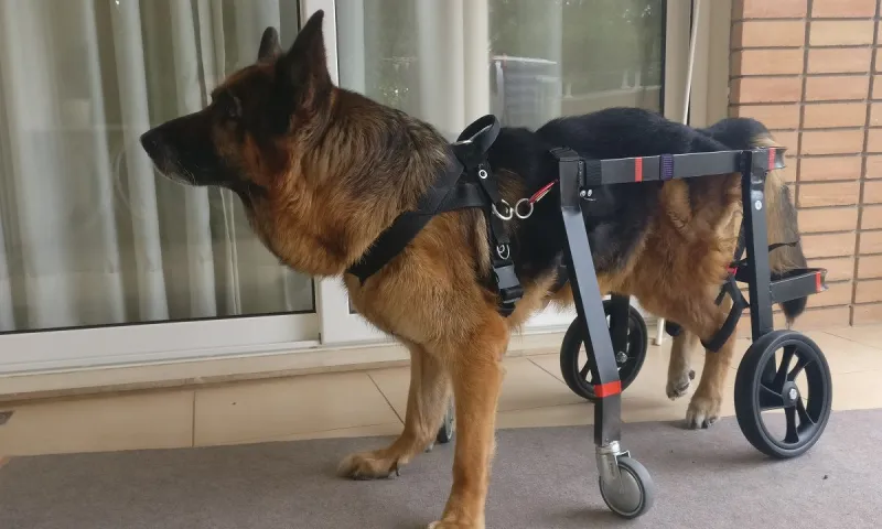Pet Mobility, η Ελληνική εταιρεία που δίνει χαρά, ζωή και πνοή στα ζωάκια