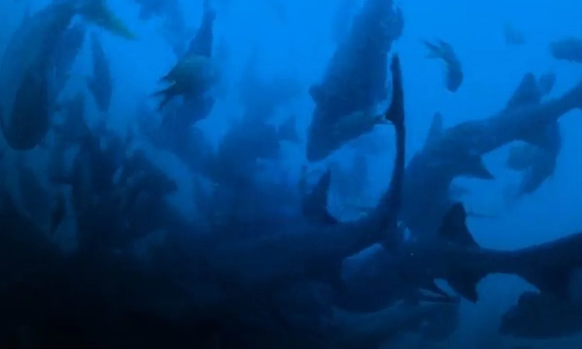 Η νέα σειρά του Netflix, All the Sharks, συνδυάζει συναρπαστική περιπέτεια, επιστημονική γνώση και οικολογική συνείδηση