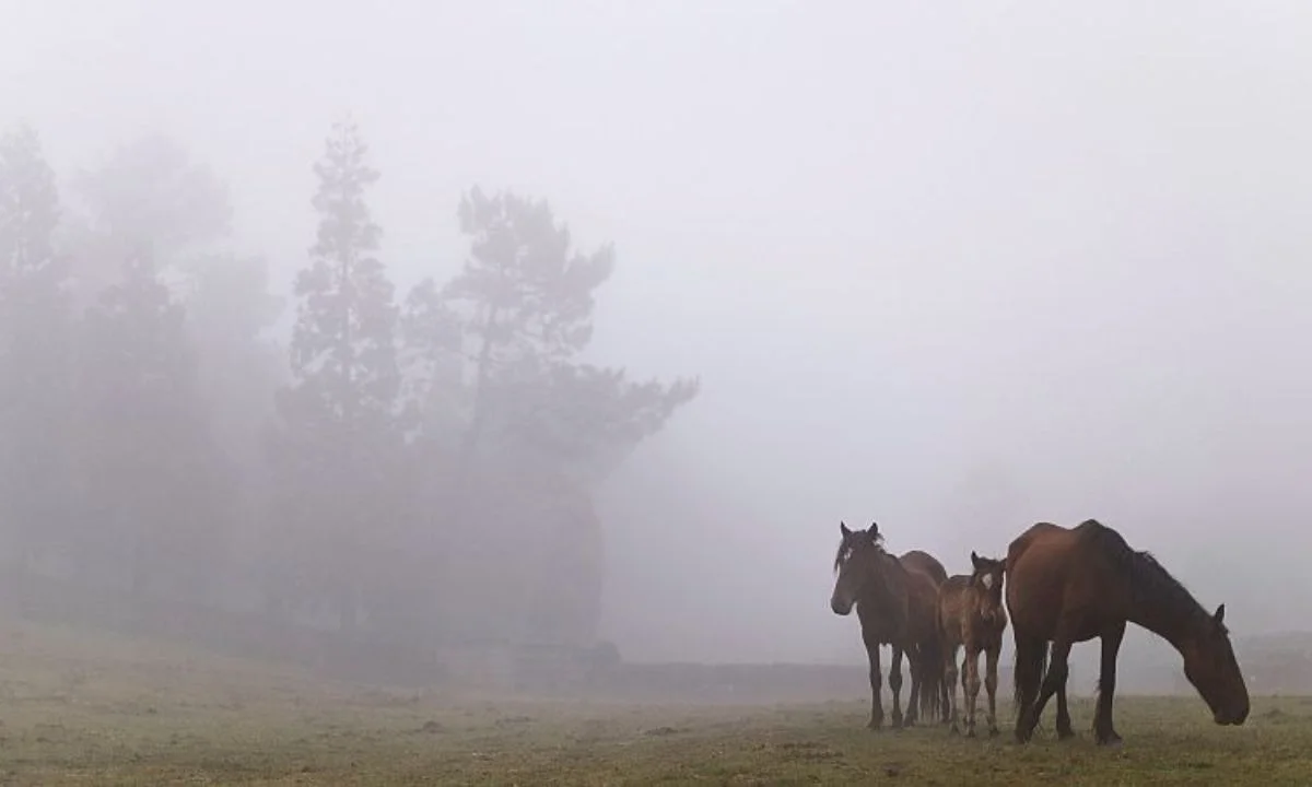 SOS για τα άλογα του Υμηττού: Η οργάνωση Help Horses Ymittos ζητά στήριξη για να συνεχίσει να φροντίζει δεκάδες εγκαταλελειμμένα ιπποειδή.