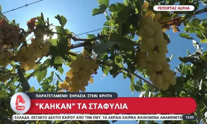 Καταστροφή στην Κρήτη: Η ξηρασία έκαψε τα σταφύλια