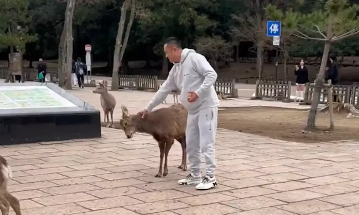 Ελάφια ιαπωνία