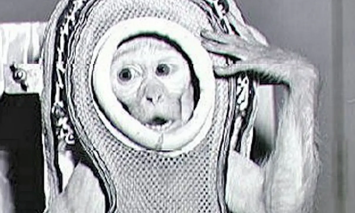 nasa πίθηκος