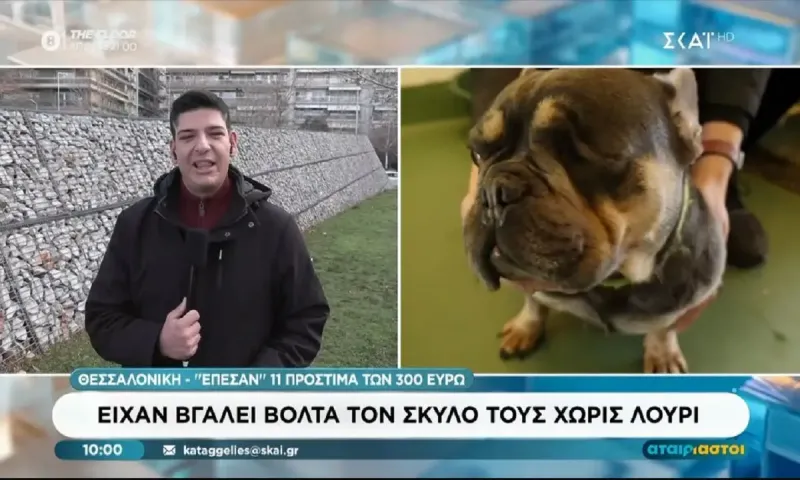Πρόστιμα 300 ευρώ επειδή έβγαλαν τα σκυλιά τους βόλτα χωρίς λουρί και 100 ευρώ για παράληψη άμεσου καθαρισμού