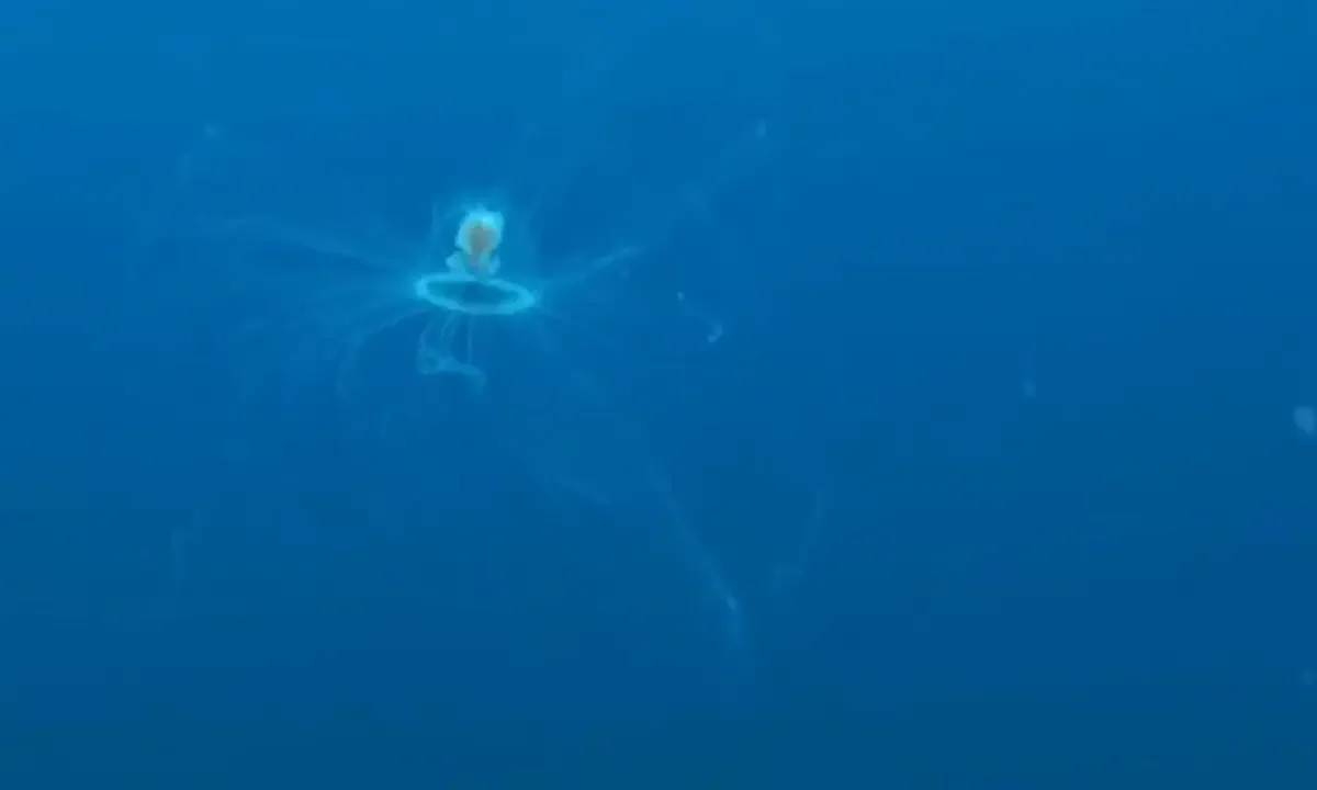 medusa, Turritopsis dohrnii, athanati medusa