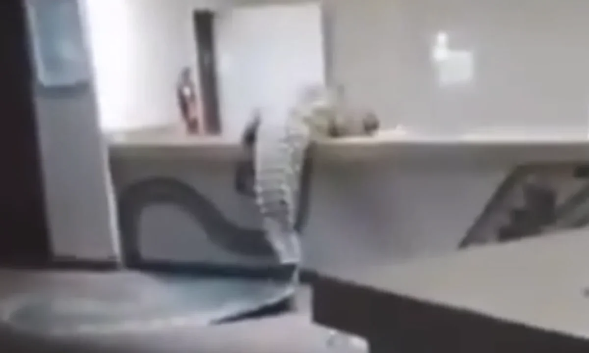 κροκόδειλος εστιατόριο