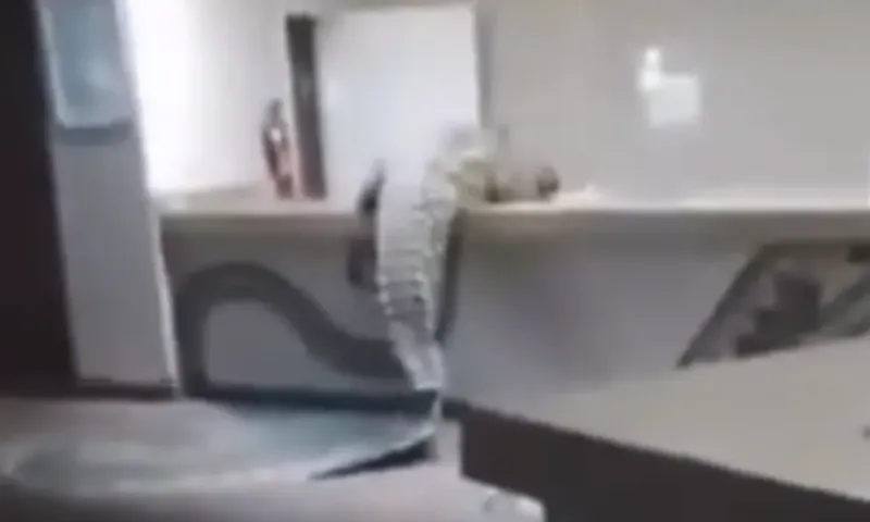 Κροκόδειλος μπήκε σε ξενοδοχείο και πήγε στην κουζίνα για φαγητό (video)