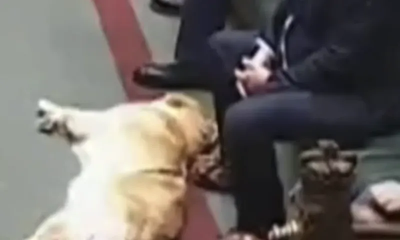Viral: Σκύλος κοιμάται μέσα στο βρετανικό Κοινοβούλιο
